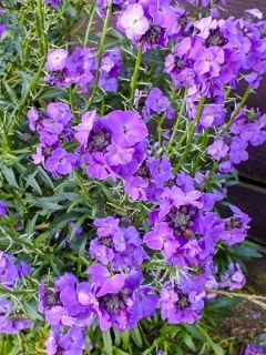Giroflée vivace - Erysimum Winter Joy