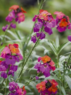 Giroflée vivace - Erysimum Winter Orchid