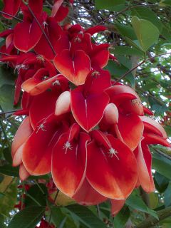 Erythrina crista-galli - Erythrine Crête-de-coq.