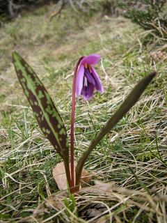Erythronium dens-canis - Lis Des Bois