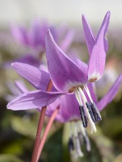Erythronium dens canis Purple King - Erythrone dent de chien