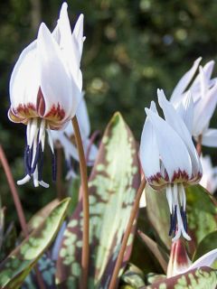 Erythronium dens canis Snowflake - Erythrone dent de chien