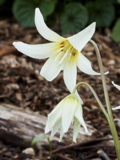 Erythronium White Beauty
