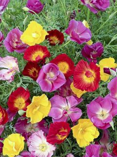 Graines de Pavot de Californie Fruit Crush - Eschscholzia californica