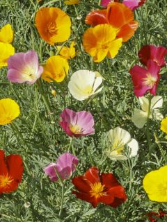 Pavot de Californie 'Garden mix'