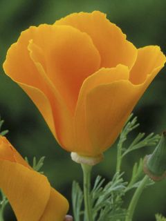 Pavot de Californie 'Orange King'