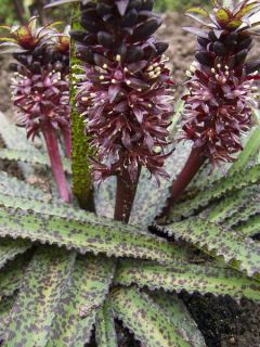 Eucomis vandermerwei Octopus