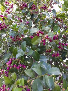 Eugenia Etna Fire - Cerisier de Cayenne