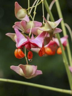 Fusian chinois 'var. rongchuensis'