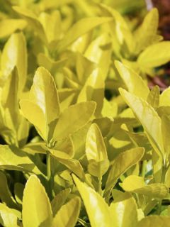 Euonymus japonicus El Dorado - Fusain du Japon