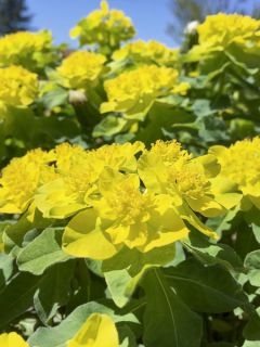 Euphorbe polychroma Candy