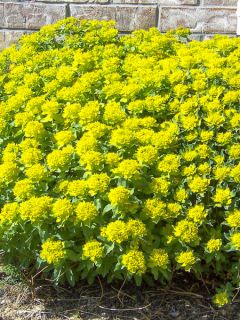 Euphorbe, Euphorbia polychroma Major