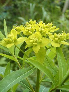 Euphorbe, Euphorbia sarawschanica