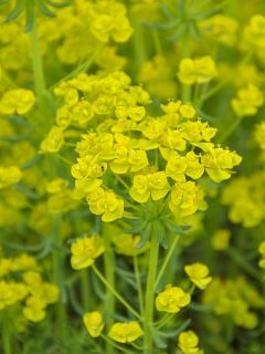 Euphorbe waldsteinii Betten - Euphorbe de Waldstein