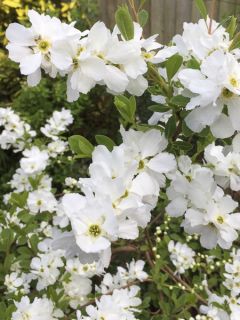 Exochorda serratifolia Snow White - Arbre aux perles