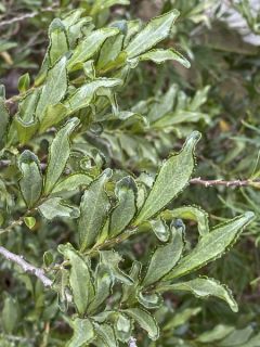 EURYA japonica Moutiers