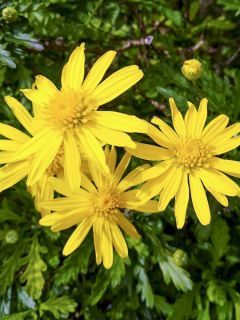 Euryops chrysanthemoides - Marguerite de la savane.