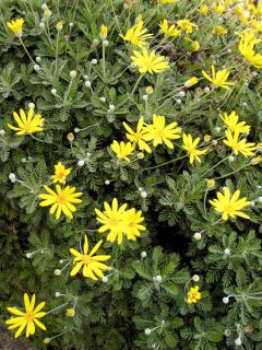 Euryops pectinatus - Euryops pectiné