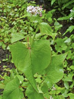 Dipsacus sylvestris - Cardère sauvage