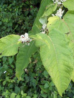 Fallopia sachalinensis