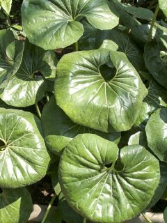 Farfugium japonicum - Plante panthère