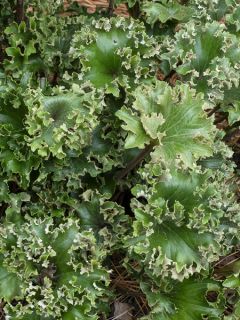 Farfugium japonicum Wavy Gravy - Plante panthère