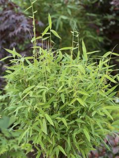 Fargesia murieliae Elias - Bambou nain non traçant