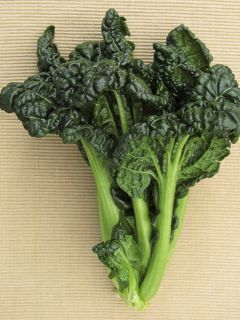 Mibuna NT - Ferme de Ste Marthe