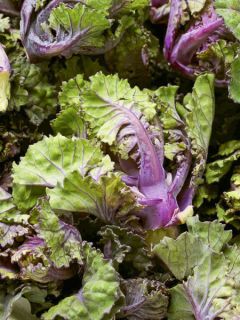 Chou Flower Sprout - Garden Mix