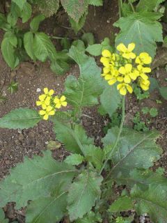 Moutarde Rouge de Chine Bio - Ferme de Sainte Marthe