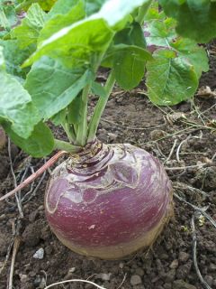 Chou-navet, Rutabaga 'Magres'
