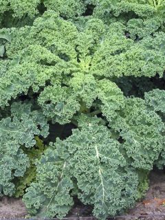 Chou Frisé d'Automne tardif
