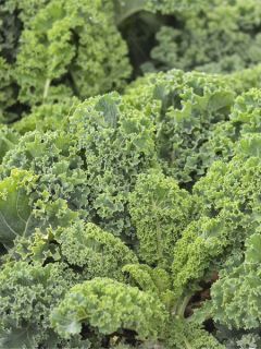 Chou Frisé demi-nain de Westland NT - Ferme de Sainte Marthe