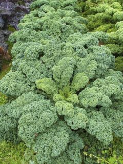 Chou Kale Starbor F1