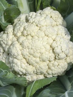 Chou-Fleur Alpha 6 - Fortados Chou-Fleur Alpha 6 - Fortados