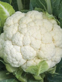 Chou- Fleur Armetta F1 Chou- Fleur Armetta F1