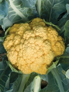 Chou-Fleur Cheddar F1 (orange) Chou-Fleur Cheddar F1 (orange)