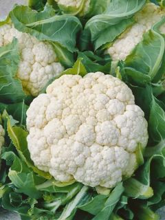 Chou-Fleur Clapton F1 Chou-Fleur Clapton F1