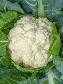 Chou-Fleur Fremont F1 Chou-Fleur Fremont F1