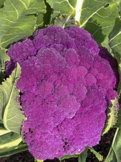 Chou-Fleur Graffiti F1 (violet) Chou-Fleur Graffiti F1 (violet)