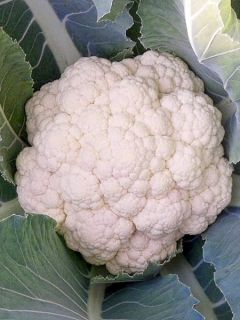 Chou- Fleur Neckarperle Chou- Fleur Neckarperle