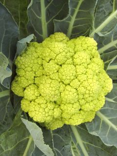 Chou-Fleur Vitaverde F1