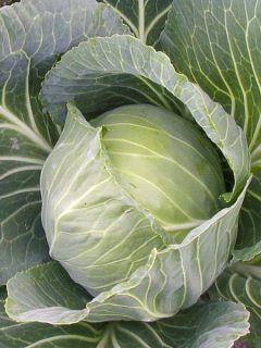 Chou Cabus Marché de Copenhague Chou Cabus Marché de Copenhague