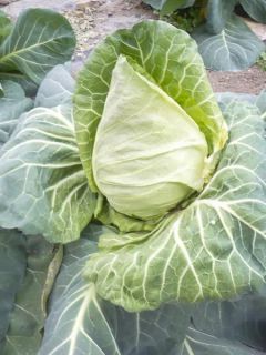 Chou Cabus Précoce de Louviers Bio - Ferme de Sainte Marthe