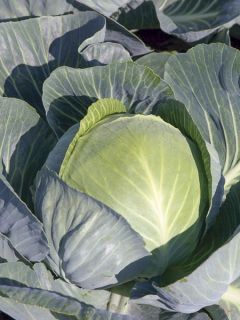 Chou cabus Tête de Pierre F1 en plants - Brassica oleracea capitata - Chou pommé à feuilles lisses