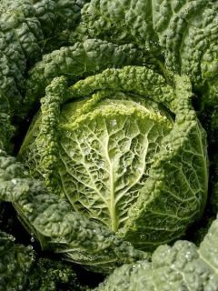 Chou de Milan Capriccio F1