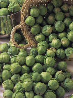 Chou de Bruxelles Bedford