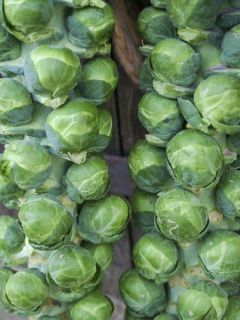 Chou de Bruxelles Bosworth F1