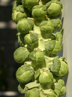 Chou de Bruxelles Brilliant F1