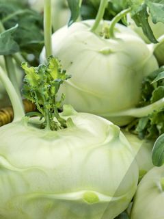 Chou-Rave Lanro Blanc Bio